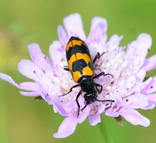 Réf. 182 518 : Mylabris variabilis